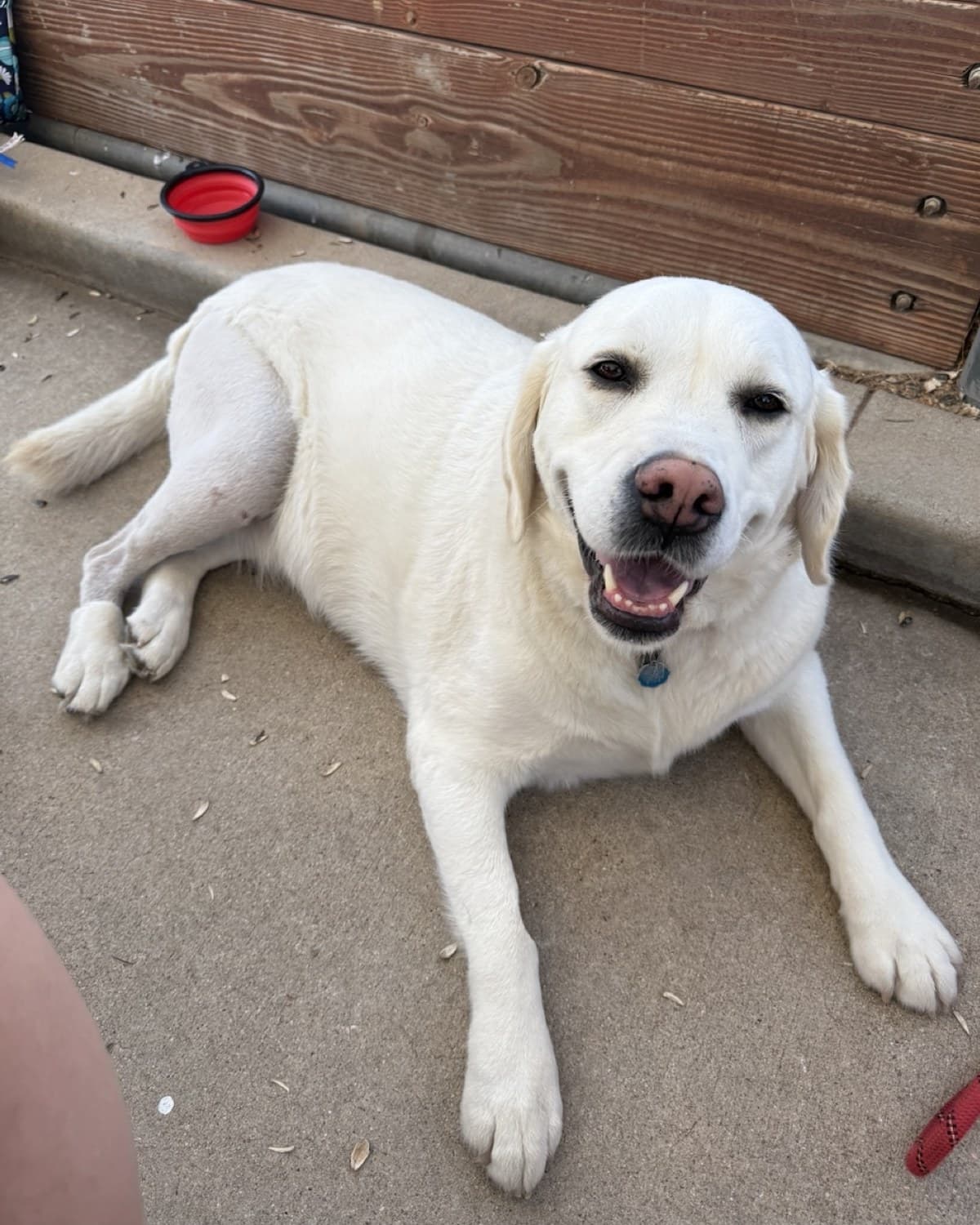 Skye, the Stauffers' white Labrador, lying on a concrete patio and grinning at the camera