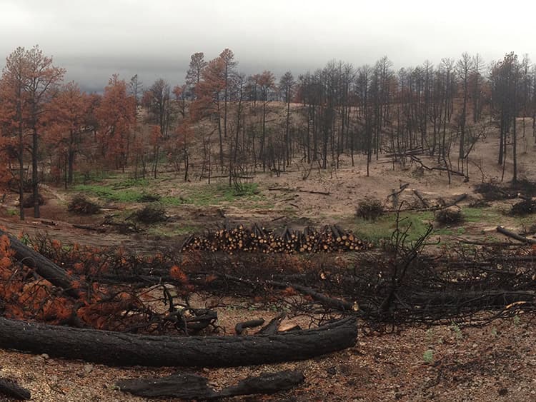 A Black Forest property after the 2013 fire, with salvaged ponderosa logs stacked for milling